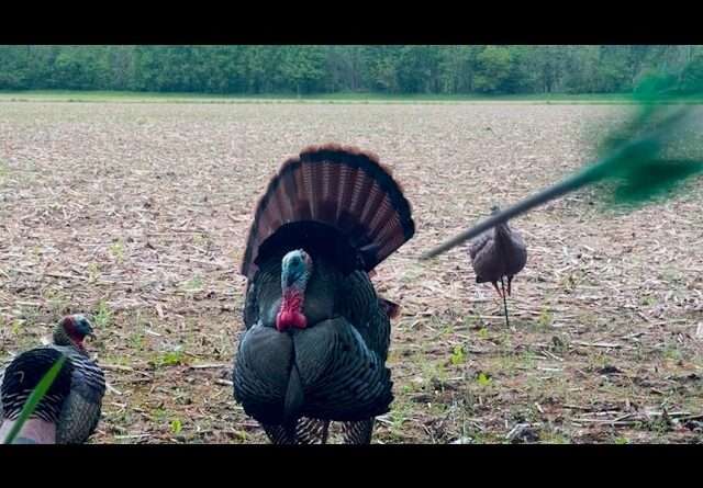 Five Yards I'm at full draw.