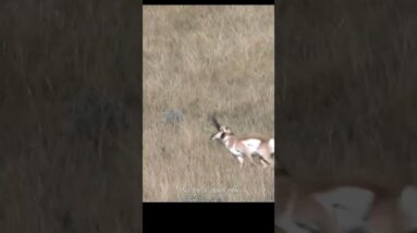 Giant Antelope, No Sights 85 yards, Archery