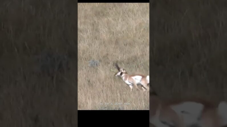 Giant Antelope, No Sights 85 yards, Archery