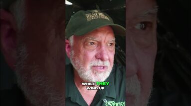 Hog Hunting in Texas: Brad's Wild Adventure & Killshots! #shorts