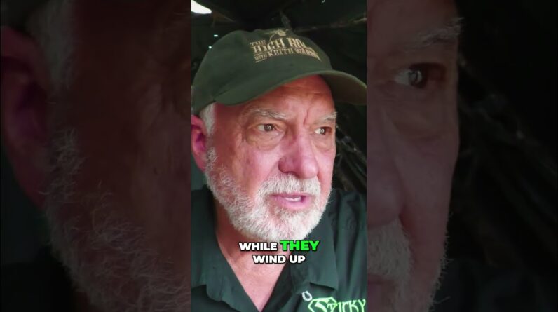Hog Hunting in Texas: Brad's Wild Adventure & Killshots! #shorts