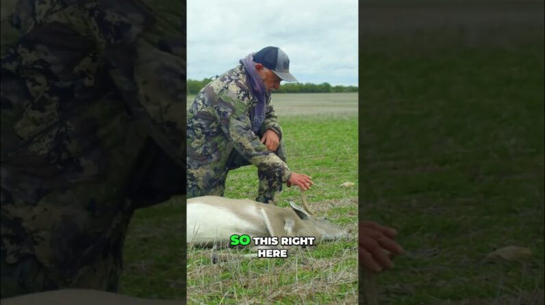 Hunter's Perfect Deer: Witness the Hunt's Thrilling Finale! #shorts