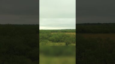 Hunting Free-Range Axis Deer: Epic Trophy & Morning Field Views #shorts