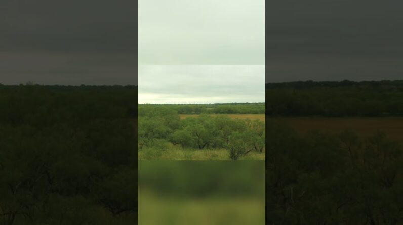 Hunting Free-Range Axis Deer: Epic Trophy & Morning Field Views #shorts