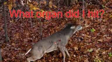 It Finds My Deer!  This thing works!