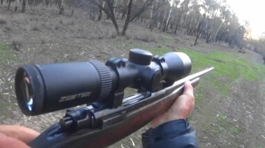 Out after a few feral pigs in the Aussie bush day and night.