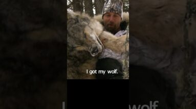 Raw wolf  bowkill Footage