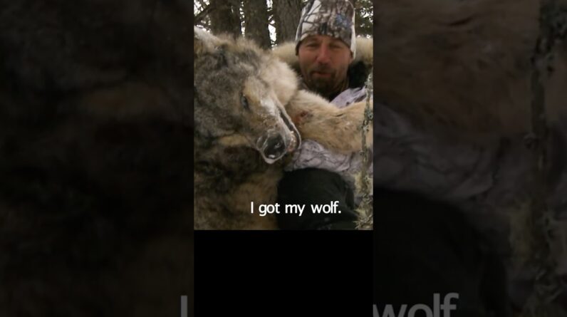 Raw wolf  bowkill Footage