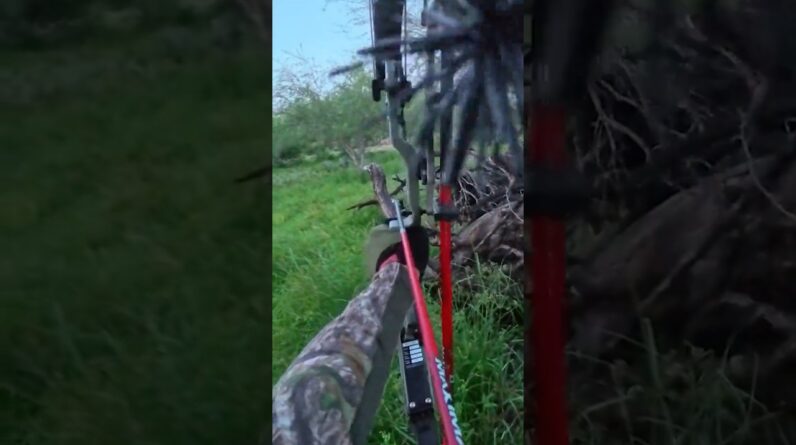Bare Bones Bowhunting. S Texas Axis