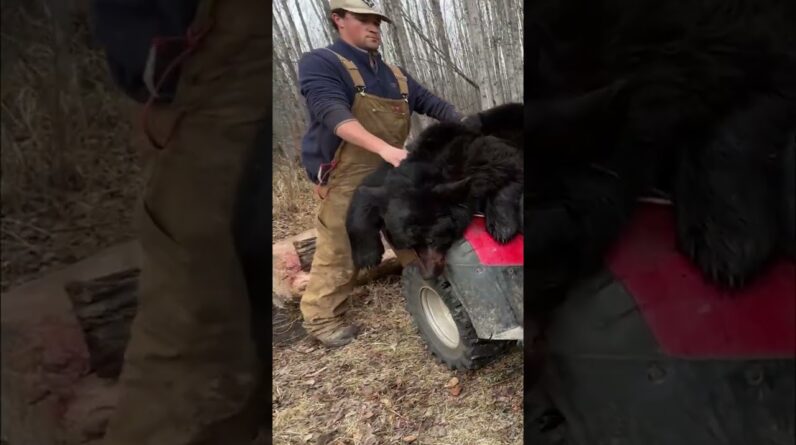 Best Black Bear Hunting Spot: You Won't Believe This Place! #shorts