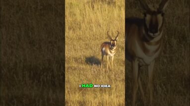 Crossbow Hunter's Unexpected Antelope Shot! You Won't Believe It! #shorts