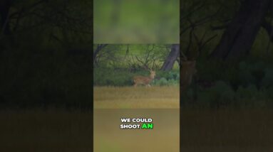 Hunting Deer: White-Tail Buck, Axis Buck, and Hog Hunt! #shorts