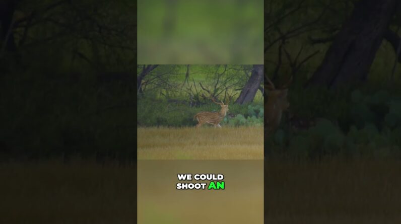 Hunting Deer: White-Tail Buck, Axis Buck, and Hog Hunt! #shorts