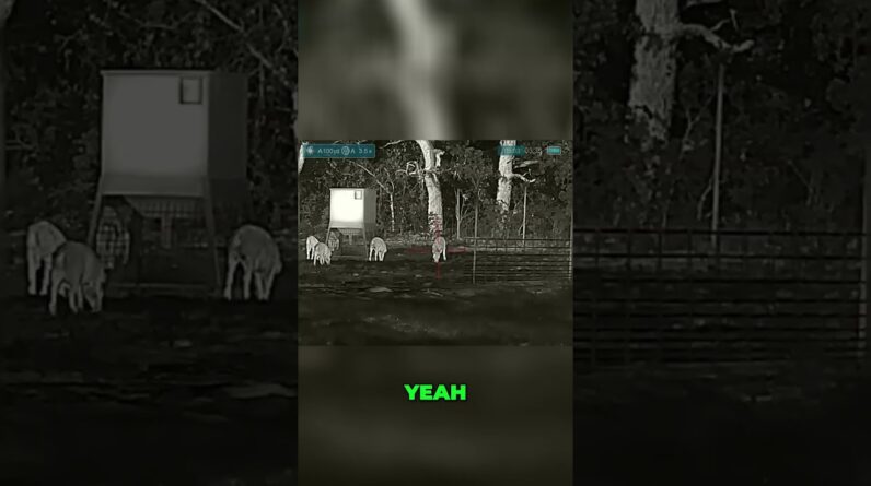 Night Vision Hog Hunting: See What You're Missing! #shorts