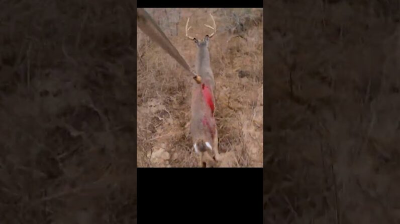 One Lethal Spear Throw, Hunting