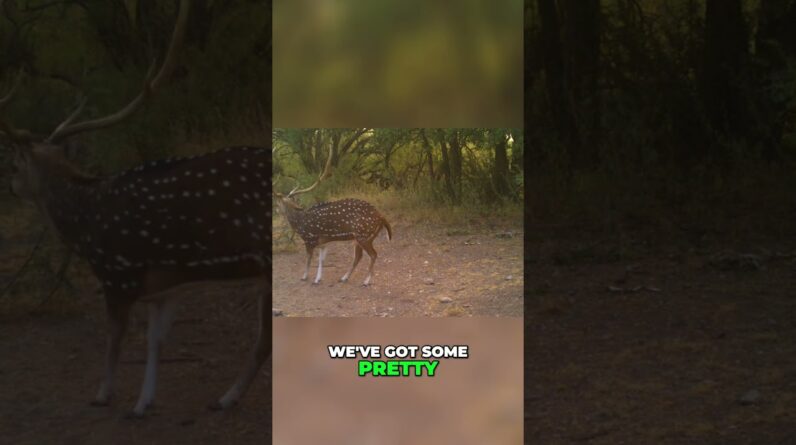 Private Ranch Hunt: From Whitetail to Axis Buck Adventure! #shorts