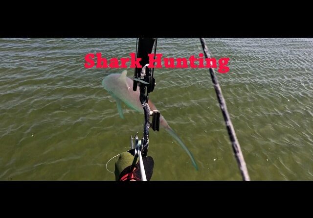 SHARK HUNTING, Bow & Arrow
