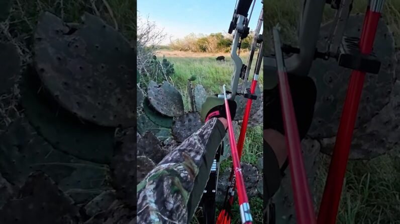 Speed Broadhead versus a Wild Hog