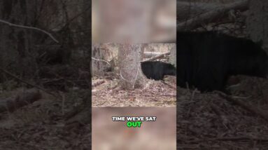 Unbelievable Bear Hunt: Witness the Thrill and Challenges! #shorts