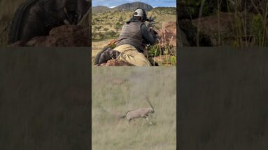 50 BMG VS Gemsbok Antelope in Africa! #hunting #deerhunting