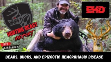 Bears, Bucks, and Epizootic Hemorrhagic Disease