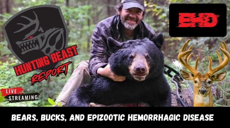 Bears, Bucks, and Epizootic Hemorrhagic Disease