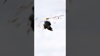 Bow Hunting, Teal, Ducks, pigeon