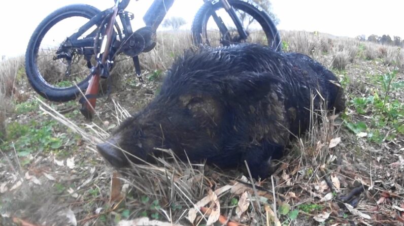 Bustin ferals out West.
