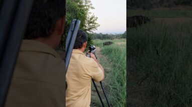 Hunting Cape Buffalo up close!  #hunting #africa #capebuffalo