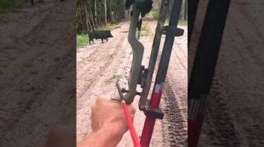 Will 40 pounds doit? Big Boar. SPEED.