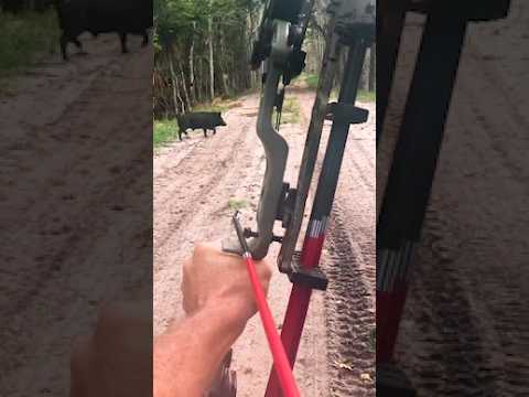 Will 40 pounds doit? Big Boar. SPEED.