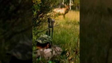 Big Bull Elk, Three Quick Arrows,  All Slam Home,  BOW