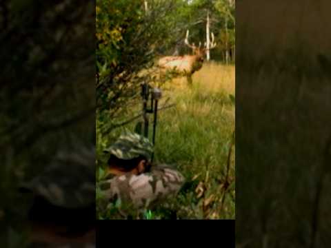 Big Bull Elk, Three Quick Arrows,  All Slam Home,  BOW