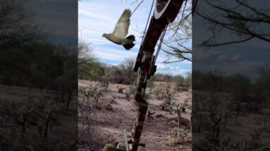 Dove Opener, Limit with a Bow