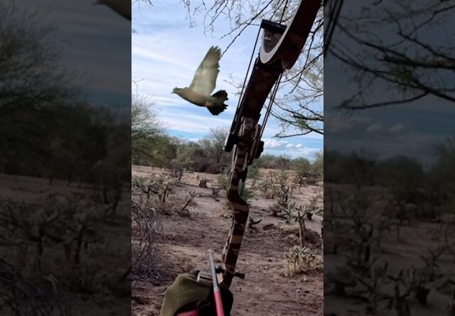 Dove Opener, Limit with a Bow