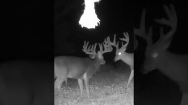 Giant Whitetail!