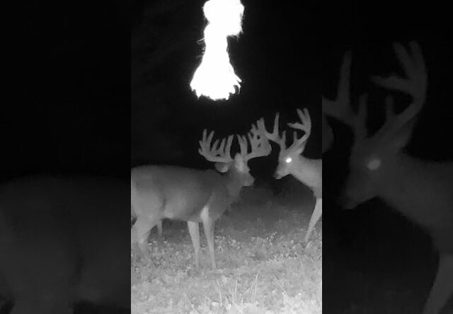 Giant Whitetail!