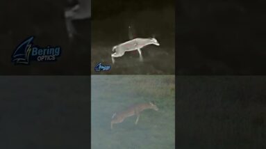 50 Cal Arrow Thermal Hunt!