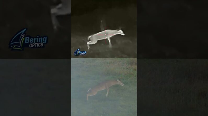 50 Cal Arrow Thermal Hunt!