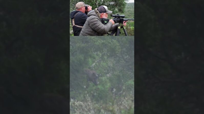 Big Warthog Dropped in the Rain! This happened fast!
