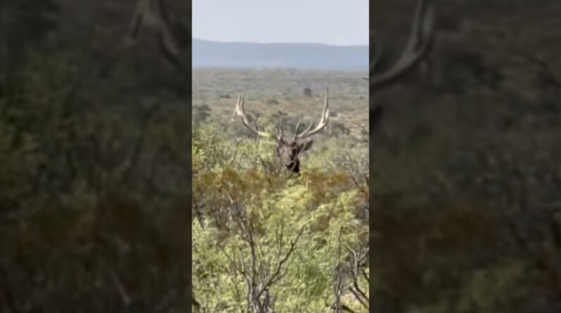 Bull Elk Dropped Real Close!