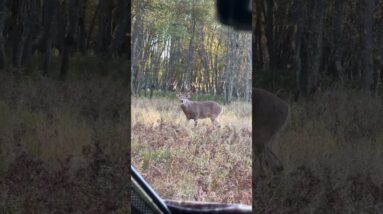 How much does this buck weigh??