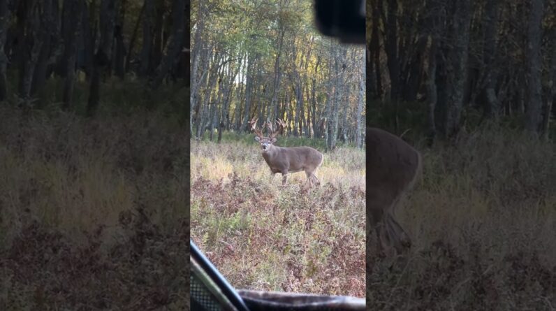 How much does this buck weigh??