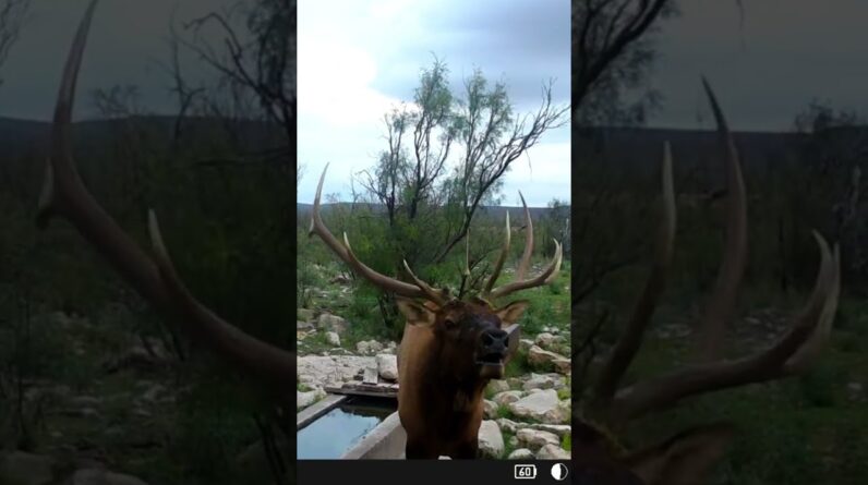 Name a better sound?? Bugled right into the @WiseEyeTech Game Cam!!