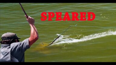 Tax Man get's Whacked, Shark