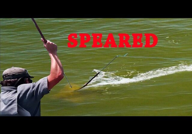 Tax Man get's Whacked, Shark