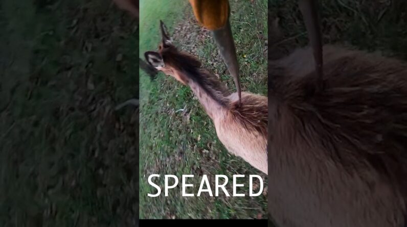 Wapiti with a Spear! ELK Steak