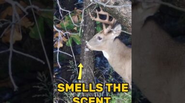 Watch this buck go from nervous to calm!