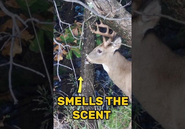 Watch this buck go from nervous to calm!