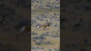 Who's chasing antelope this season??